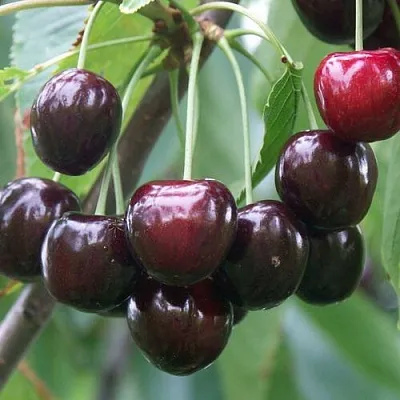 Черешня ЛЮБИМИЦА АСТАХОВА в Ярославле