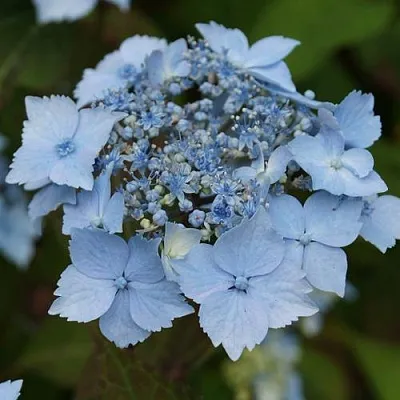 Гортензия БЛЮ ДЕКЛ пильчатая  Гортензия БЛЮ ДЕКЛ пильчатая в Ярославле