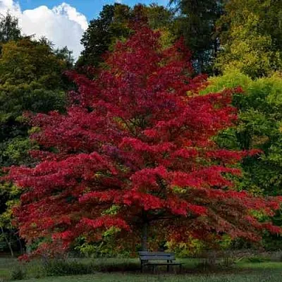 Дуб болотный в Ярославле