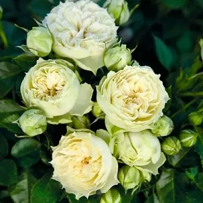 Саженцы роз БЛАНШЕТТ спрей  Саженцы роз БЛАНШЕТТ спрей в Ярославле