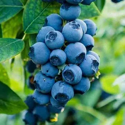 Голубика БОНИФАЦИЙ  Голубика БОНИФАЦИЙ в Ярославле