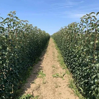 Саженцы почтой и ТК  Саженцы почтой и ТК в Ярославле