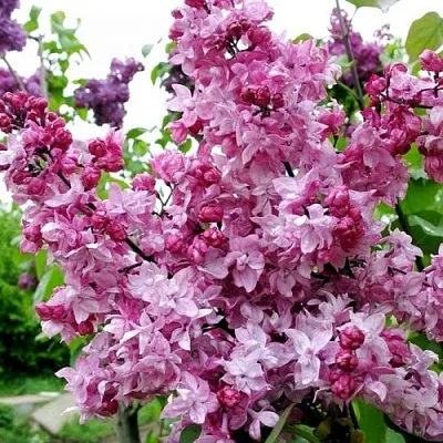 Сирень ОЛИМПИАДА КОЛЕСНИКОВА  Сирень ОЛИМПИАДА КОЛЕСНИКОВА в Ярославле