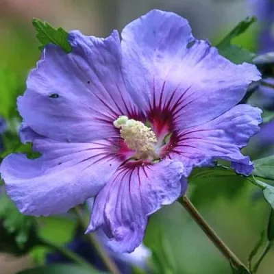 Гибискус МАРИНА сирийский  Гибискус МАРИНА сирийский в Ярославле