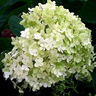 Гортензия СТЕРИЛИС древовидная   Гортензия СТЕРИЛИС древовидная  в Ярославле