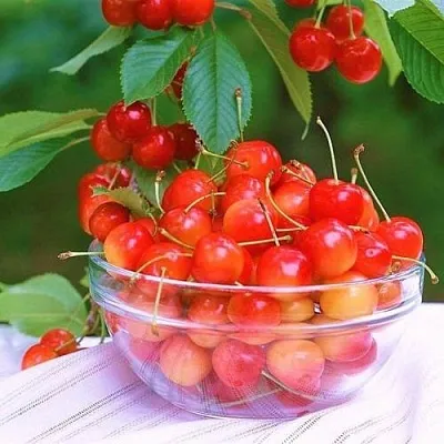 Черешня НАСЛАЖДЕНИЕ  Черешня НАСЛАЖДЕНИЕ в Ярославле