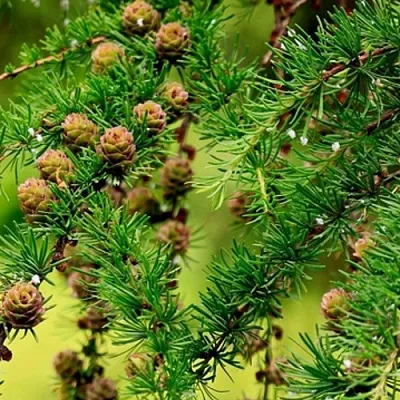 Лиственница  Лиственница в Ярославле