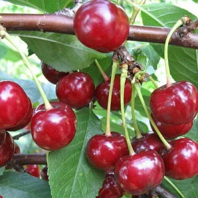 Вишня ТУРГЕНЕВКА  Вишня ТУРГЕНЕВКА в Ярославле