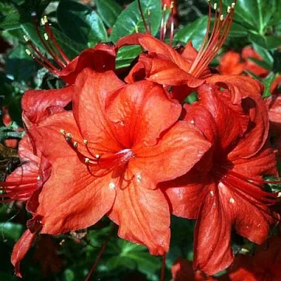 Азалия ДОЛОРОСО листопадная  Азалия ДОЛОРОСО листопадная в Ярославле