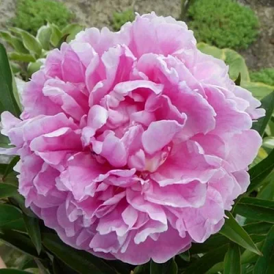 Пион РИМ травянистый  Пион РИМ травянистый в Ярославле