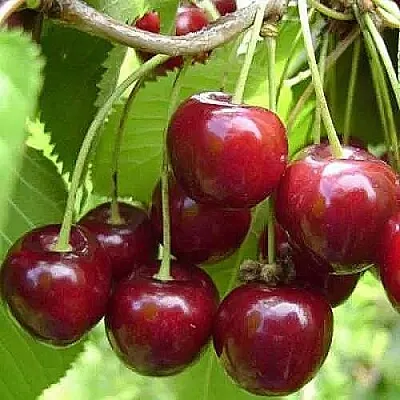 Вишня ХАРИТОНОВСКАЯ  Вишня ХАРИТОНОВСКАЯ в Ярославле