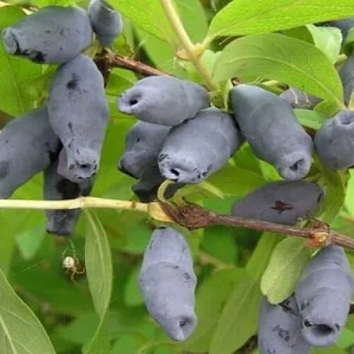 Жимолость съедобная РОКСАНА  Жимолость съедобная РОКСАНА в Ярославле