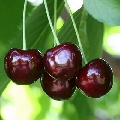 Черешня ЛЕНИНГРАДСКАЯ ЧЁРНАЯ  Черешня ЛЕНИНГРАДСКАЯ ЧЁРНАЯ в Ярославле