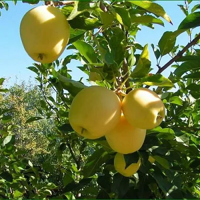 Яблоня ГОЛДЕН МИЛЛЕНИУМ  Яблоня ГОЛДЕН МИЛЛЕНИУМ в Ярославле