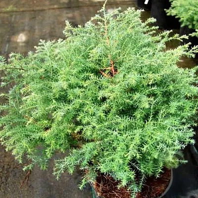 Кипарисовик СКВАРРОЗА горохоплодный  Кипарисовик СКВАРРОЗА горохоплодный в Ярославле