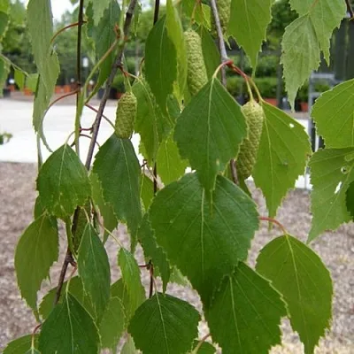 Береза ФАСЦИНЕЙШЕН белая  в Ярославле