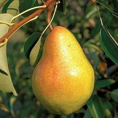 Груша ВЕЛЕСА  Груша ВЕЛЕСА в Ярославле