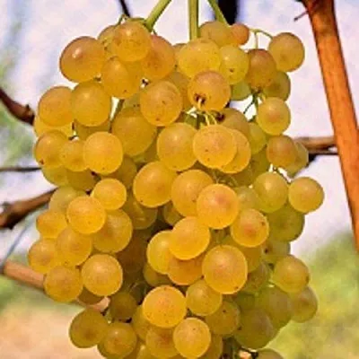 Виноград КИШМИШ КОКТЕЙЛЬ  Виноград КИШМИШ КОКТЕЙЛЬ в Ярославле