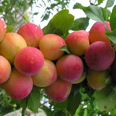 Слива СКОРОПЛОДНАЯ  Слива СКОРОПЛОДНАЯ в Ярославле