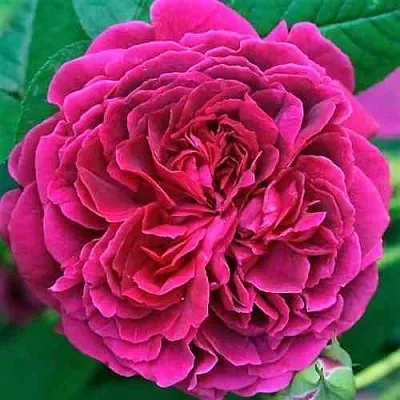 Саженцы роз ВИЛЬЯМ ШЕКСПИР английская  Саженцы роз ВИЛЬЯМ ШЕКСПИР английская в Ярославле