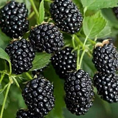 Бесшипная в Ярославле