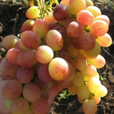 Виноград ТАСОН  Виноград ТАСОН в Ярославле