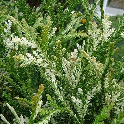 Туевик ВАРИЕГАТА долотовидный   Туевик ВАРИЕГАТА долотовидный  в Ярославле