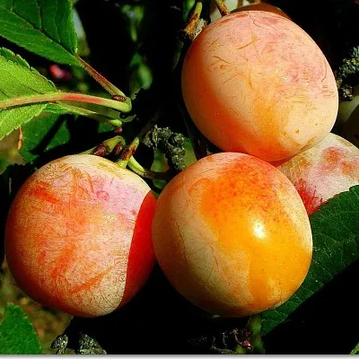 Ранняя  Ранняя в Ярославле