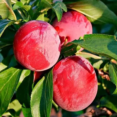 Красная  Красная в Ярославле