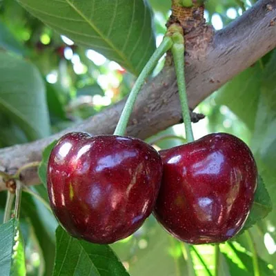 Черешня СЮБАРОВСКАЯ  Черешня СЮБАРОВСКАЯ в Ярославле