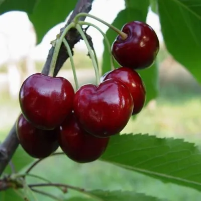 Черешня СТЕЛЛА — описание сорта Черешня СТЕЛЛА в Ярославле