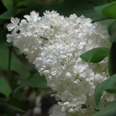 Сирень РУССКИЙ СЕВЕР  Сирень РУССКИЙ СЕВЕР в Ярославле