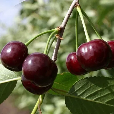 Вишня ЖАДАНА  Вишня ЖАДАНА в Ярославле