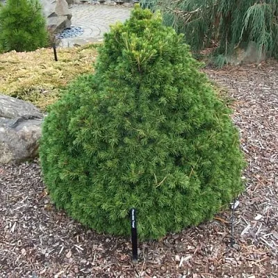 Ель ТОМПА обыкновенная  Ель ТОМПА обыкновенная в Ярославле