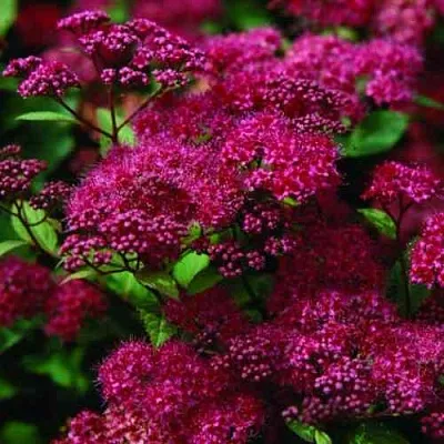 Спирея АНТОНИ ВАТЕРЕР японская  Спирея АНТОНИ ВАТЕРЕР японская в Ярославле