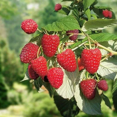 Малина РУБИФОЛ  Малина РУБИФОЛ в Ярославле