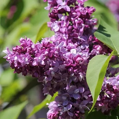 Сирень ИЗОБИЛИЕ в Ярославле