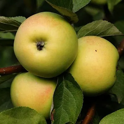 Яблоня ДАНИЛА  Яблоня ДАНИЛА в Ярославле