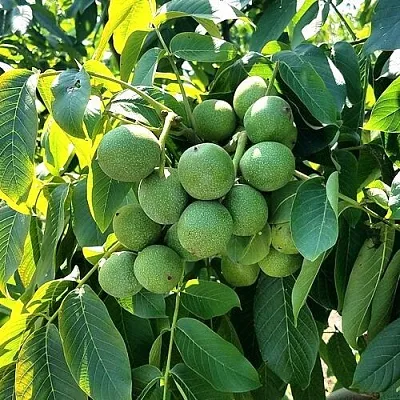 Грецкий орех  ИЗЯЩНЫЙ в Ярославле