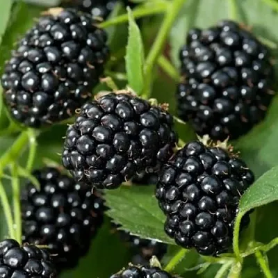 Ежевика ТРИПЛ КРАУН бесшипная  Ежевика ТРИПЛ КРАУН бесшипная в Ярославле