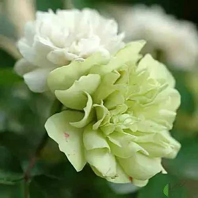 Саженцы роз ГРИН АЙС миниатюрная в Ярославле