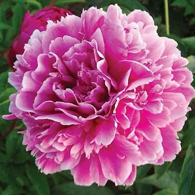 Пион ПУРПУРНАЯ ФЕЕРИЯ травянистый  Пион ПУРПУРНАЯ ФЕЕРИЯ травянистый в Ярославле