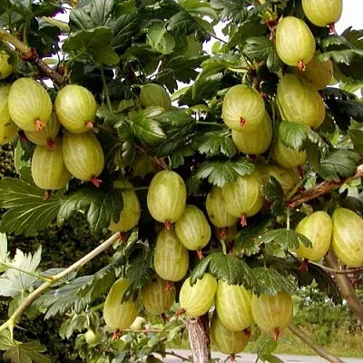 Крыжовник ИНВИКТА в Ярославле