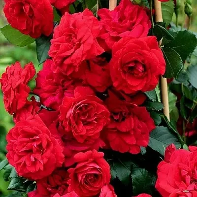 Саженцы роз АМАДЕУС плетистая в Ярославле