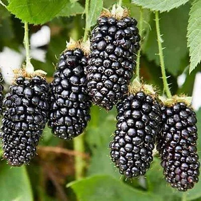 Ежевика КАРАКА БЛЭК  Ежевика КАРАКА БЛЭК в Ярославле