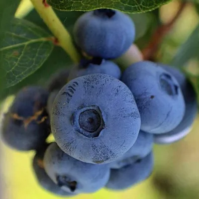 Средние сорта  Средние сорта в Ярославле