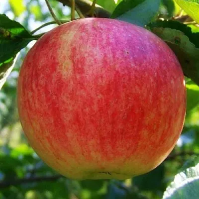 Яблоня Штрифель (Штрейфлинг или Осеннее полосатое) в Ярославле