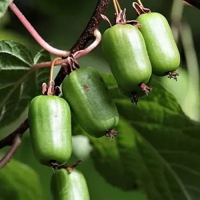Актинидия СЕНТЯБРЬСКАЯ коломикта  Актинидия СЕНТЯБРЬСКАЯ коломикта в Ярославле