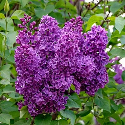 Сирень СУМЕРКИ  Сирень СУМЕРКИ в Ярославле