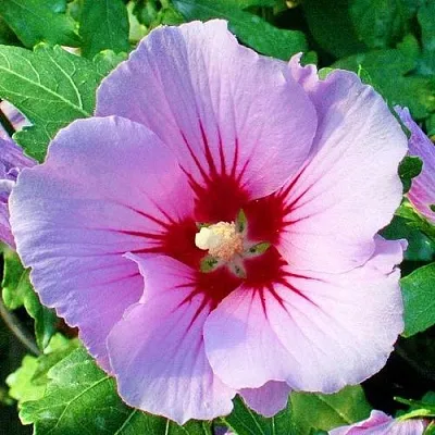 Гибискус ПИНК ФЛИРТ сирийский  Гибискус ПИНК ФЛИРТ сирийский в Ярославле